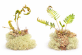 Live Resurrection Fern | Florida Native Epiphyte