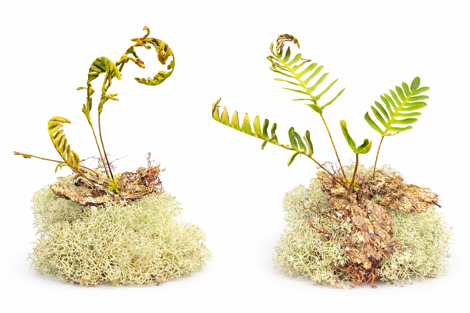 Live Resurrection Fern | Florida Native Epiphyte