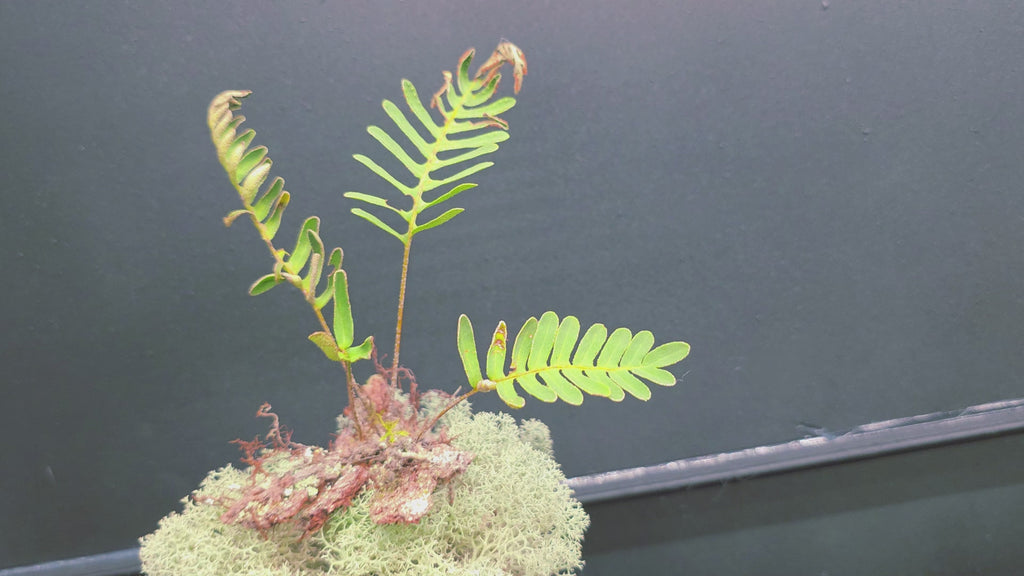Live Resurrection Fern | Florida Native Epiphyte
